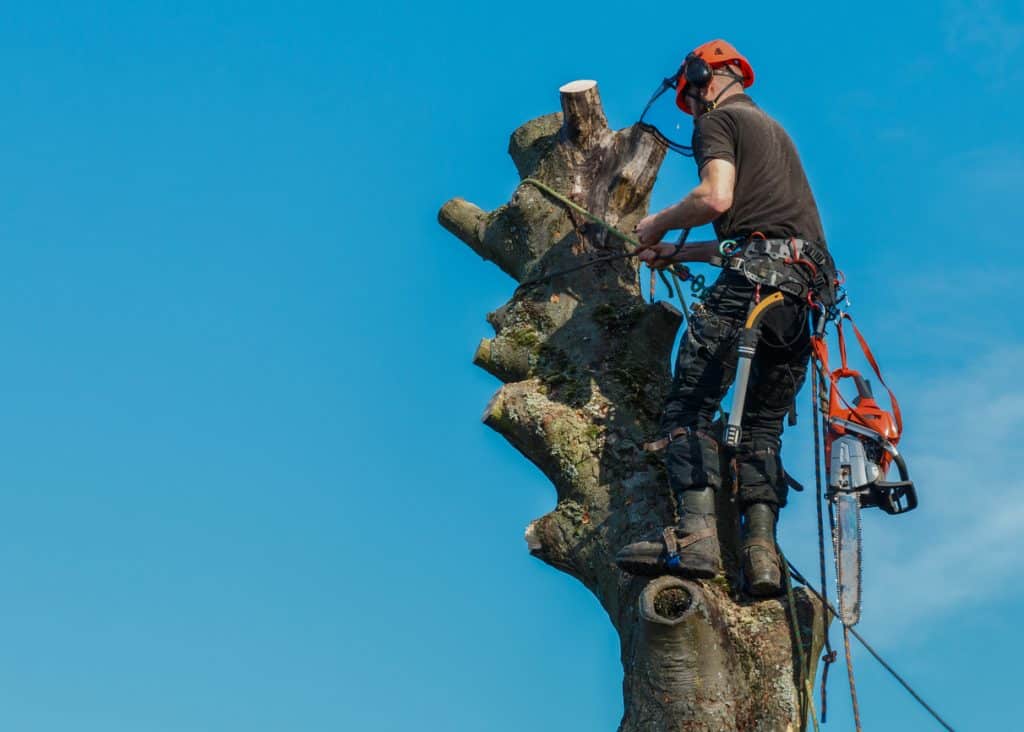 Lumberjack roped working at the top of a tree. He is tied by safety lines to the tree and has a chainsaw hanging from his belt. The tree is being felled.