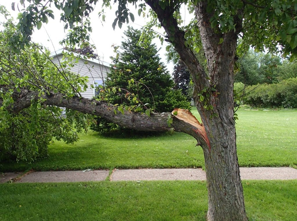 Broken tree limb from storm damage