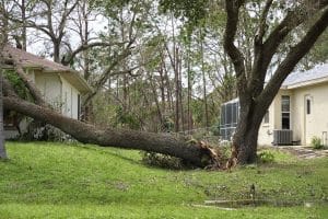 Broken tree in yard