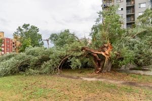 Broken trees after a storm