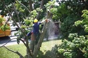 Worker cutting a damaged tree branch