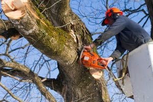 Tree Surgeon trims trees