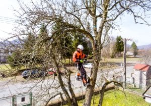 Lumberjack pruning a tree