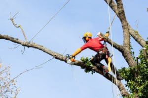 arborist cutting tree with chainsaw